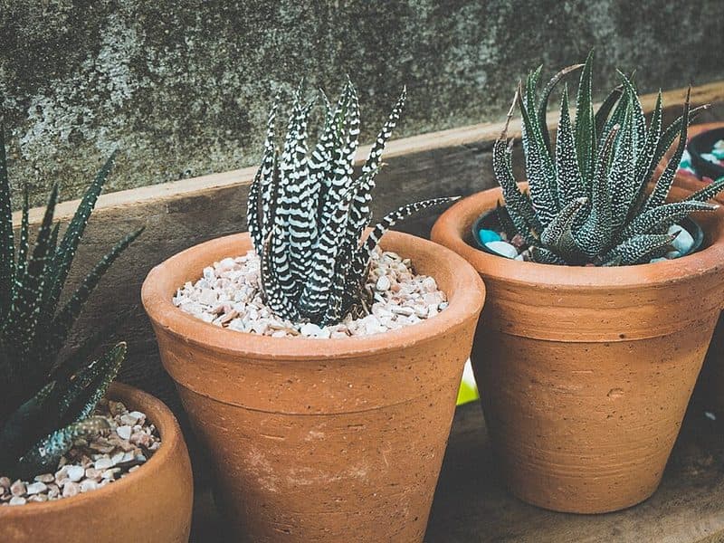 Desert Succulent Set