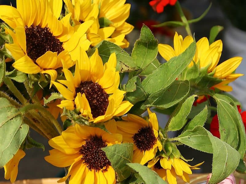 Sunflower Sunshine