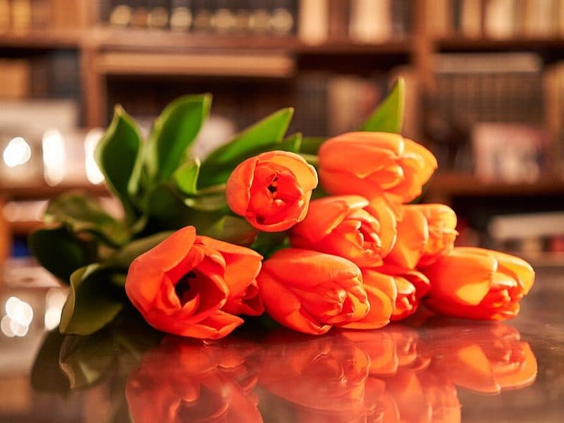 Tulip Bundle