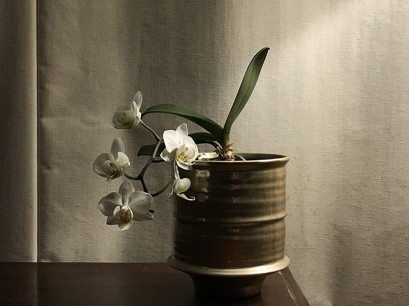 White Orchid in Ceramic Pot